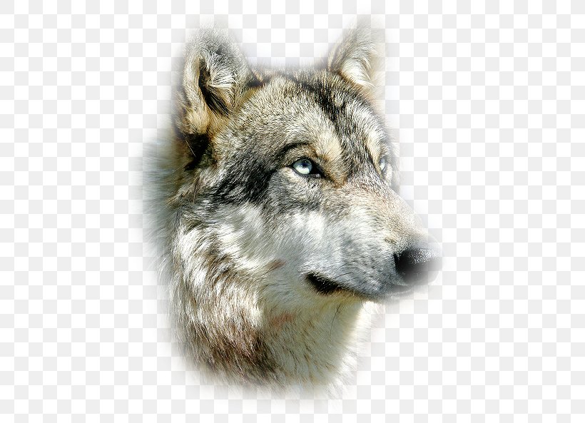 Saarloos Wolfdog Czechoslovakian Wolfdog Coyote Siberian Husky Alaskan Tundra Wolf, PNG, 462x593px, Saarloos Wolfdog, Alaskan Tundra Wolf, Canis Lupus Tundrarum, Carnivoran, Coyote Download Free