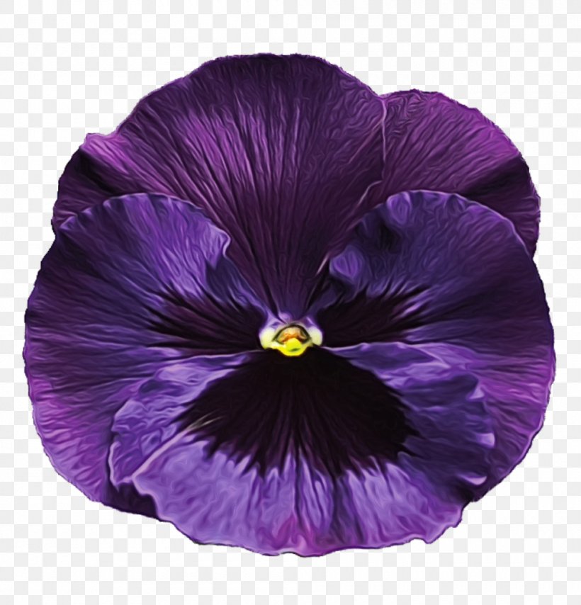 Violet Purple Petal Flower Plant, PNG, 1000x1042px, Watercolor, Flower, Flowering Plant, Morning Glory, Paint Download Free