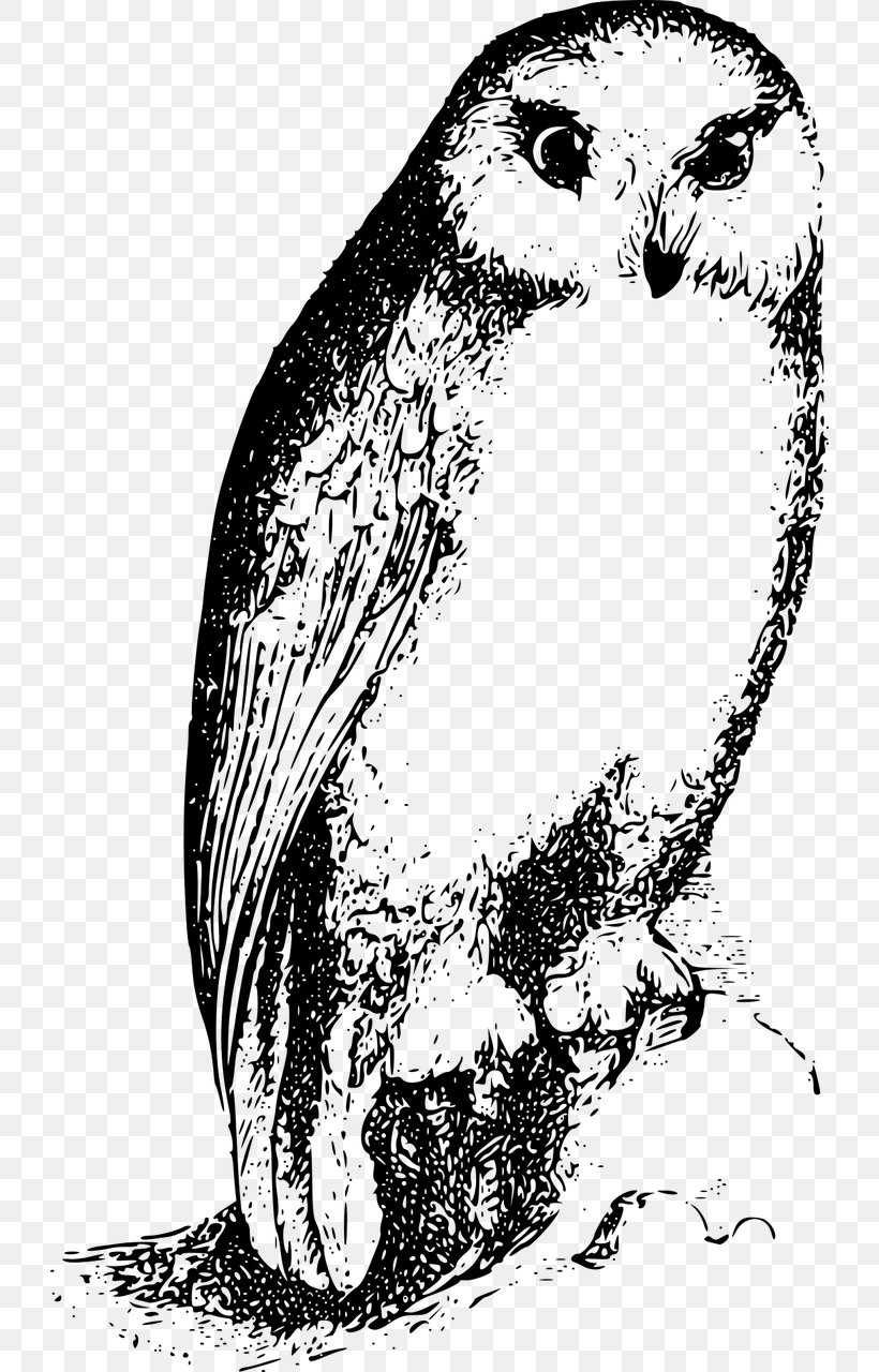 Bird Vector Graphics Beak True Owl Illustration, PNG, 726x1280px, Bird, Animal, Barn Owl, Beak, Bird Of Prey Download Free