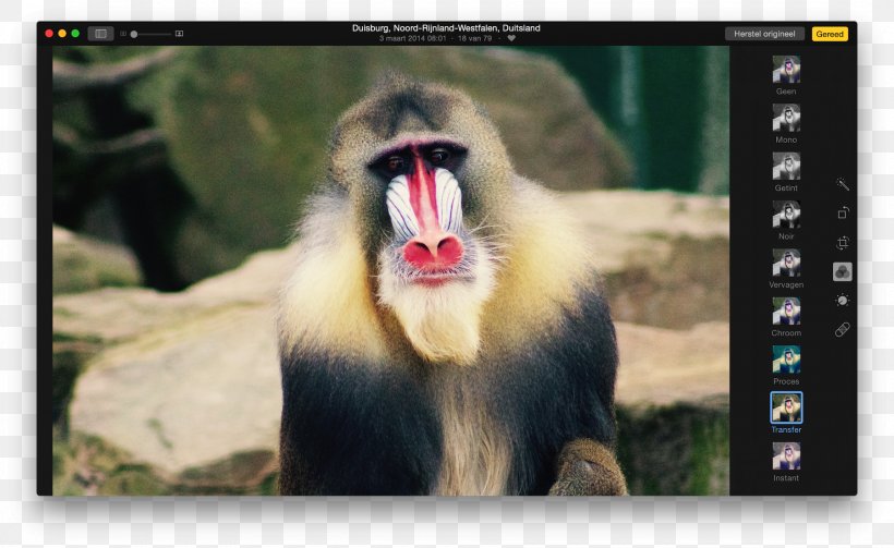 Cercopithecidae Old World Fauna Video Wildlife, PNG, 1800x1106px, Cercopithecidae, Fauna, Mammal, Monkey, Old World Download Free