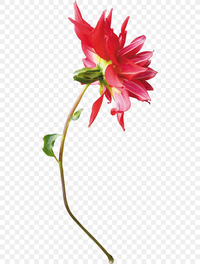 Floral Design Cut Flowers Dahlia Flowerpot, PNG, 478x1080px, Floral Design, Alstroemeriaceae, Artificial Flower, Cut Flowers, Dahlia Download Free
