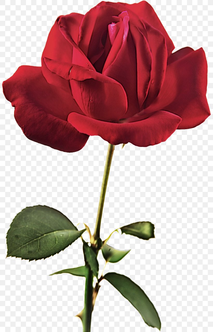 Garden Roses, PNG, 805x1280px, Flower, Floribunda, Flowering Plant, Garden Roses, Hybrid Tea Rose Download Free