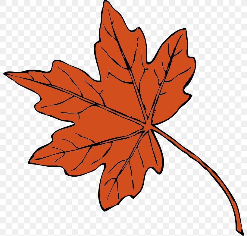 Maple Leaf Clip Art, PNG, 800x783px, Maple Leaf, Autumn, Autumn Leaf Color, Drawing, Flower Download Free