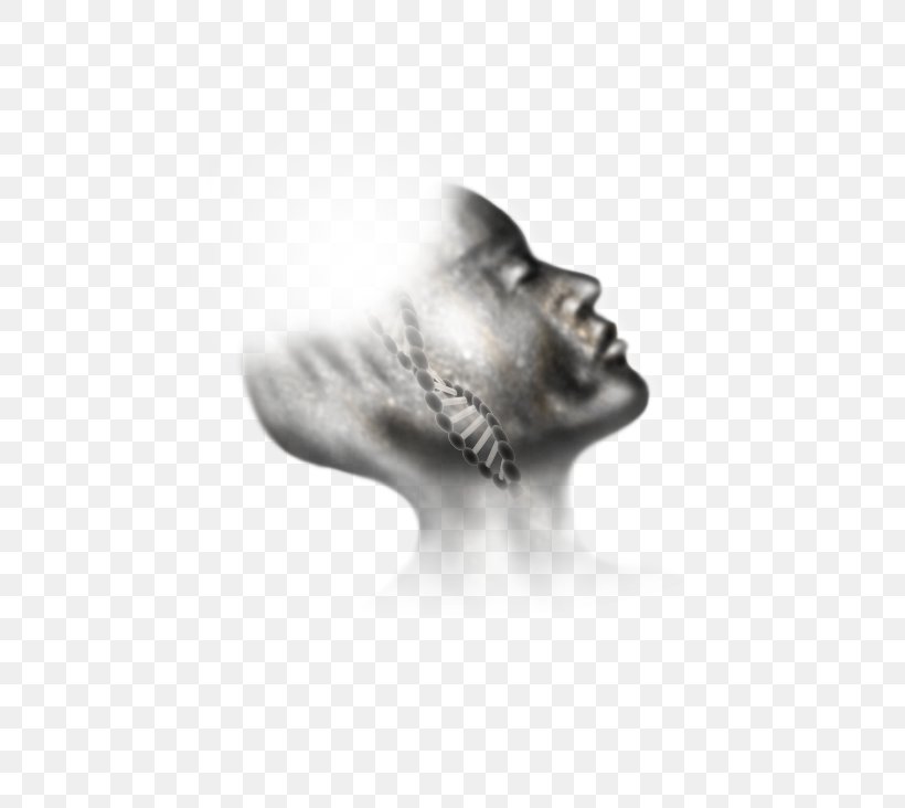 Silver Jaw White, PNG, 595x732px, Silver, Black And White, Jaw, Neck, Snout Download Free
