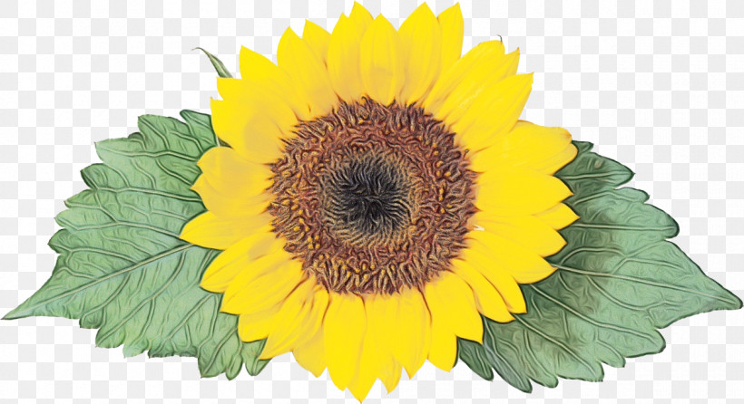 Sunflower, PNG, 1200x654px, Watercolor, Paint, Sunflower, Wet Ink, Yellow Download Free