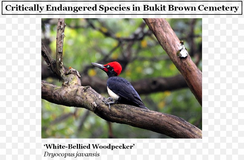White-bellied Woodpecker Toucan Critically Endangered Red Data Book Of The Russian Federation, PNG, 1123x738px, Whitebellied Woodpecker, Advertising, Beak, Bird, Critically Endangered Download Free