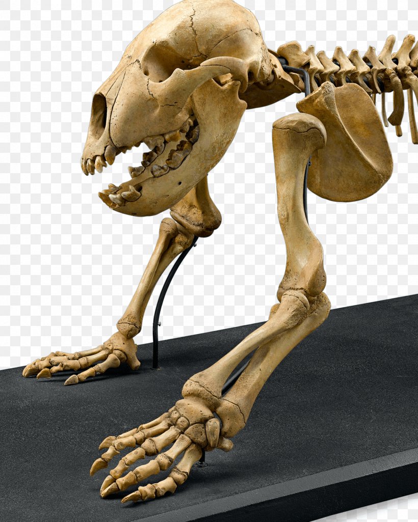 Cave Bear Skeleton Bone Skull East Siberian Brown Bear, PNG, 1400x1750px, Cave Bear, Bear, Bears, Bone, Cave Download Free
