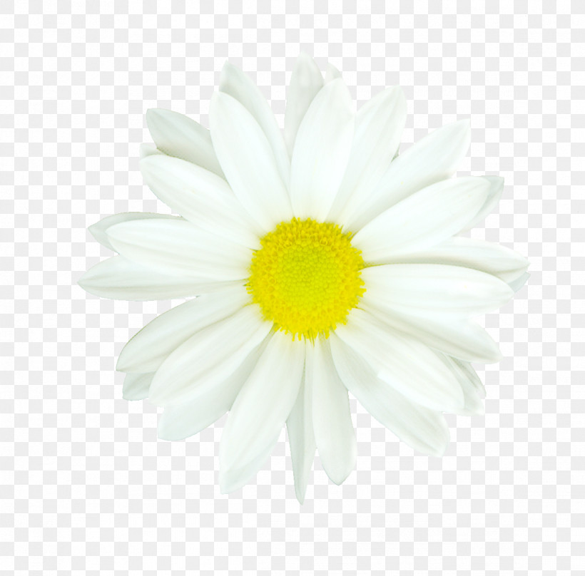 Daisy, PNG, 1161x1145px, White, Camomile, Chamomile, Daisy, Flower Download Free