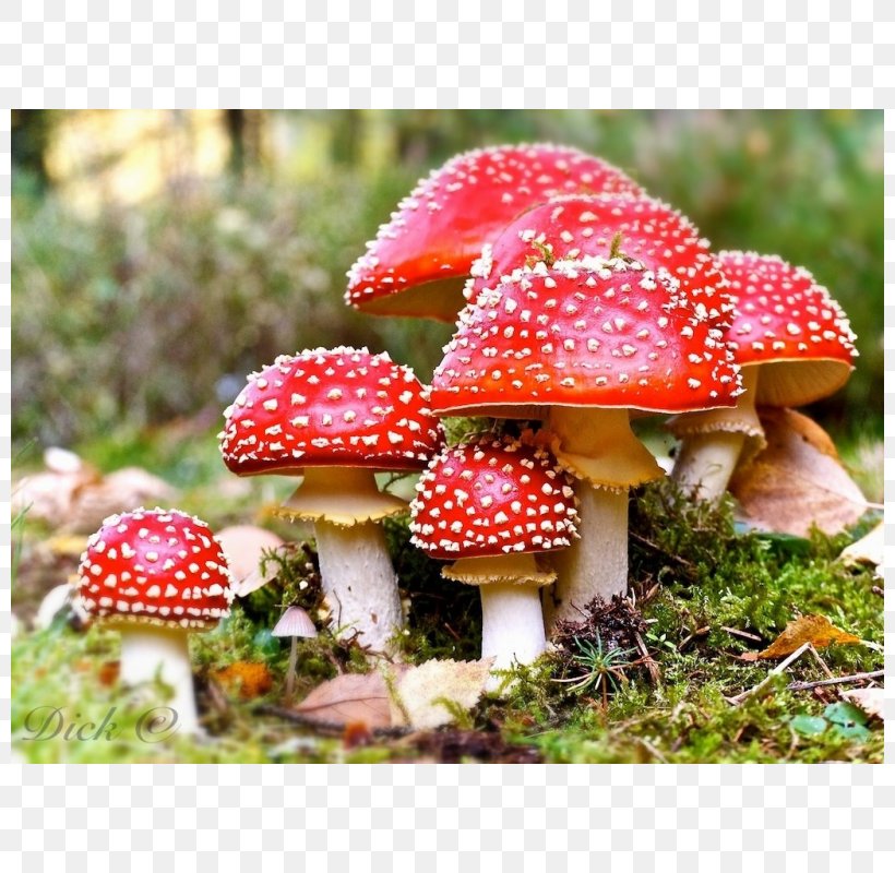 Amanita Muscaria Death Cap Edible Mushroom Fungus, PNG, 800x800px, Amanita Muscaria, Agaric, Agaricaceae, Agaricomycetes, Amanita Download Free