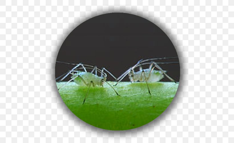Aphid Insect Plant Green Stink Bug Garden, PNG, 500x500px, Aphid, Arthropod, Brown Marmorated Stink Bug, Garden, Gardener Download Free