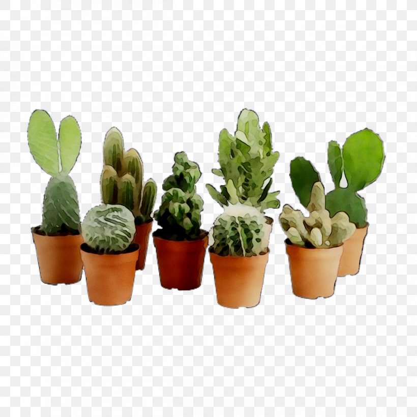 Cactus Houseplant Succulent Plant Plants Flowerpot, PNG, 1208x1208px, Cactus, Caryophyllales, Flower, Flowering Plant, Flowerpot Download Free