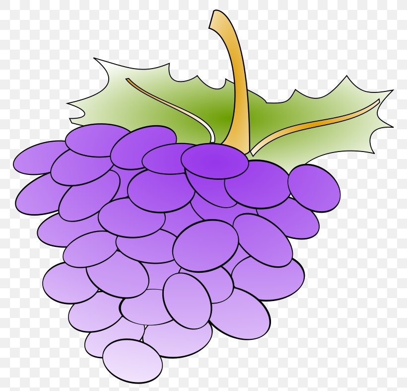 Common Grape Vine Grape Leaves Clip Art, PNG, 800x787px, Common Grape Vine, Cartoon, Flower, Flowering Plant, Food Download Free