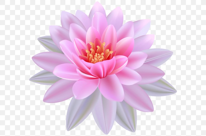 Egyptian Lotus Nelumbo Nucifera Lilium Clip Art, PNG, 600x543px, Egyptian Lotus, Aquatic Plant, Dahlia, Daisy Family, Flower Download Free