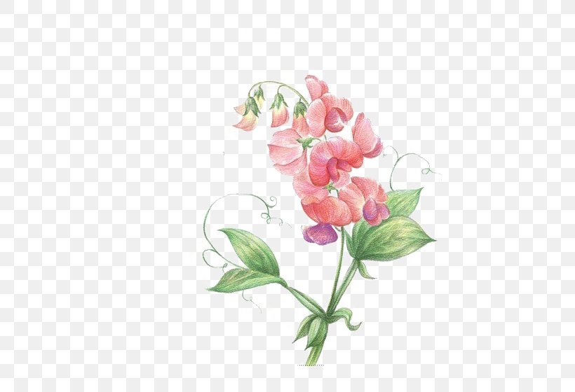 Sweet Pea Flower Icon, PNG, 540x560px, Pea, Colored Pencil, Cut Flowers, Flora, Floral Design Download Free