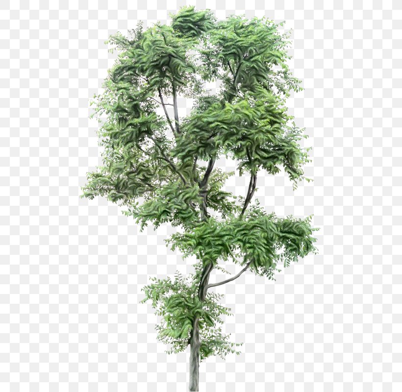 Tree Plant Flower Woody Plant Branch, PNG, 587x800px, Watercolor, American Larch, Branch, Flower, Heracleum Plant Download Free