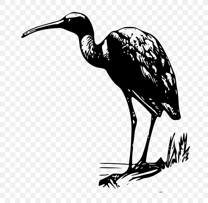 Bird Bald Eagle Clip Art, PNG, 757x800px, Bird, American White Ibis, Bald Eagle, Beak, Bird Of Prey Download Free