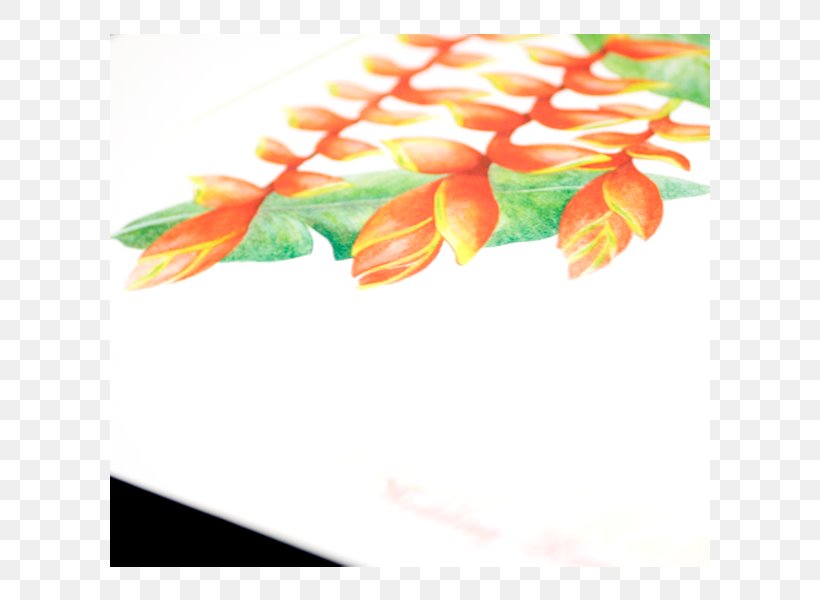 Close-up Leaf, PNG, 600x600px, Closeup, Leaf, Orange, Petal Download Free