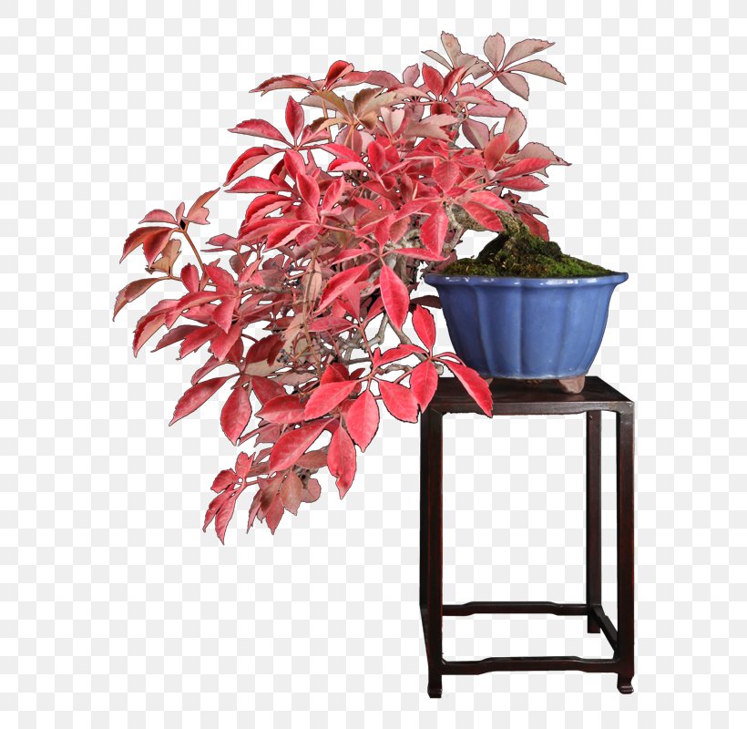 Flowerpot Houseplant Leaf Tree, PNG, 800x800px, Flowerpot, Flower, Houseplant, Leaf, Plant Download Free