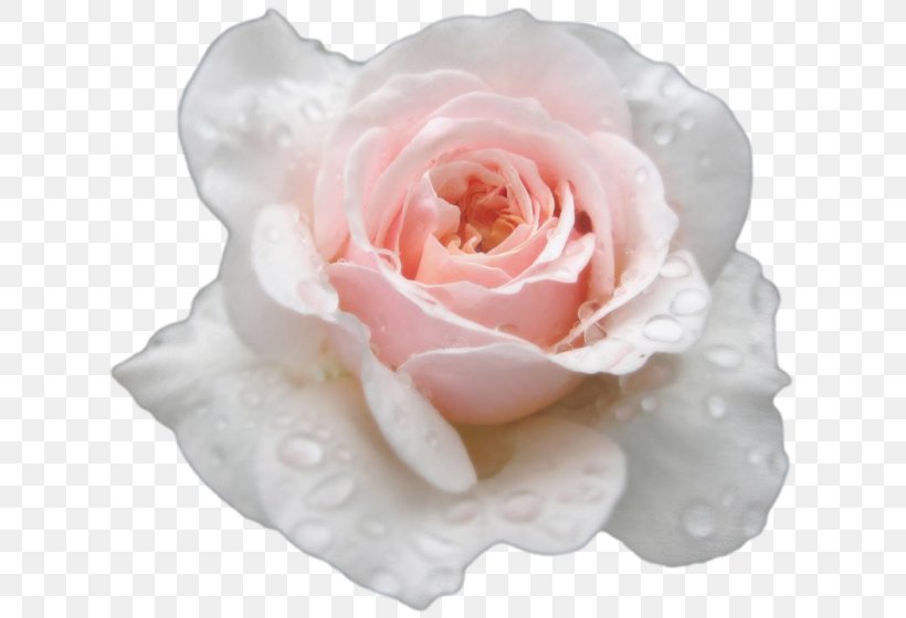 Garden Roses Centifolia Roses Floribunda Flower Paper, PNG, 700x560px, Garden Roses, Centifolia Roses, Com, Cut Flowers, Floribunda Download Free