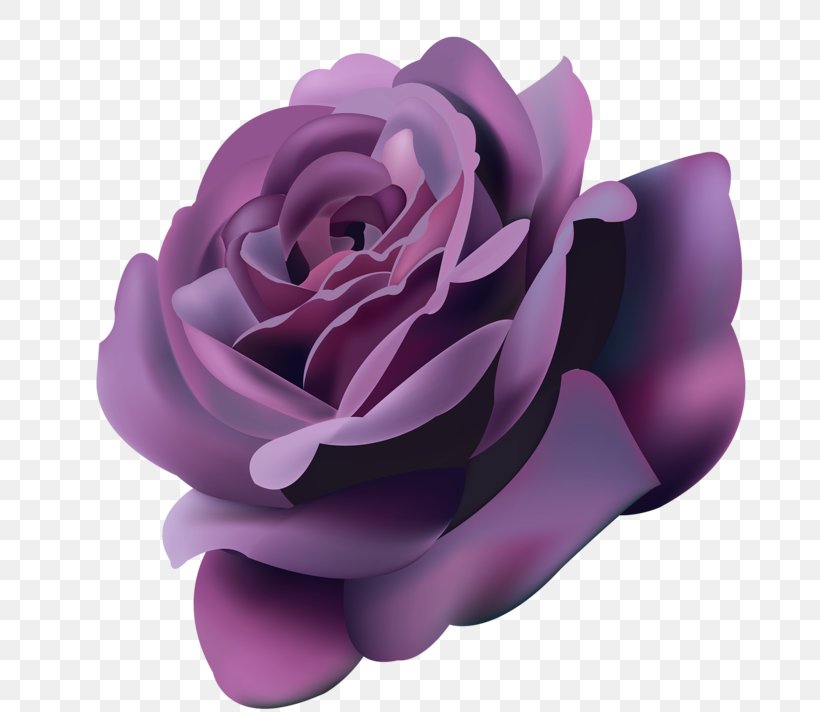Rose Flower Purple Violet, PNG, 800x712px, Rose, Color, Cut Flowers, Flower, Flowering Plant Download Free