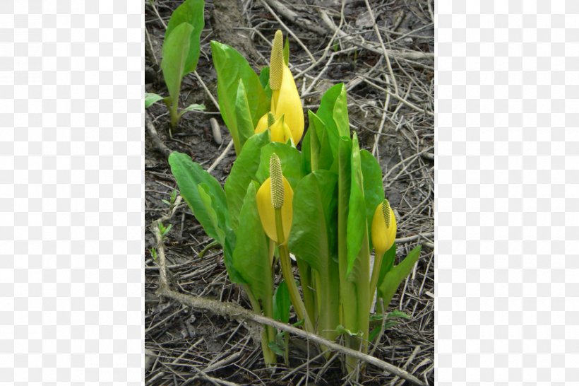 Western Skunk Cabbage Eastern Skunk Cabbage Lysichiton Camtschatcensis Perennial Plant, PNG, 900x600px, Lysichiton Camtschatcensis, Arum Lilies, Bud, Espata, Flora Download Free