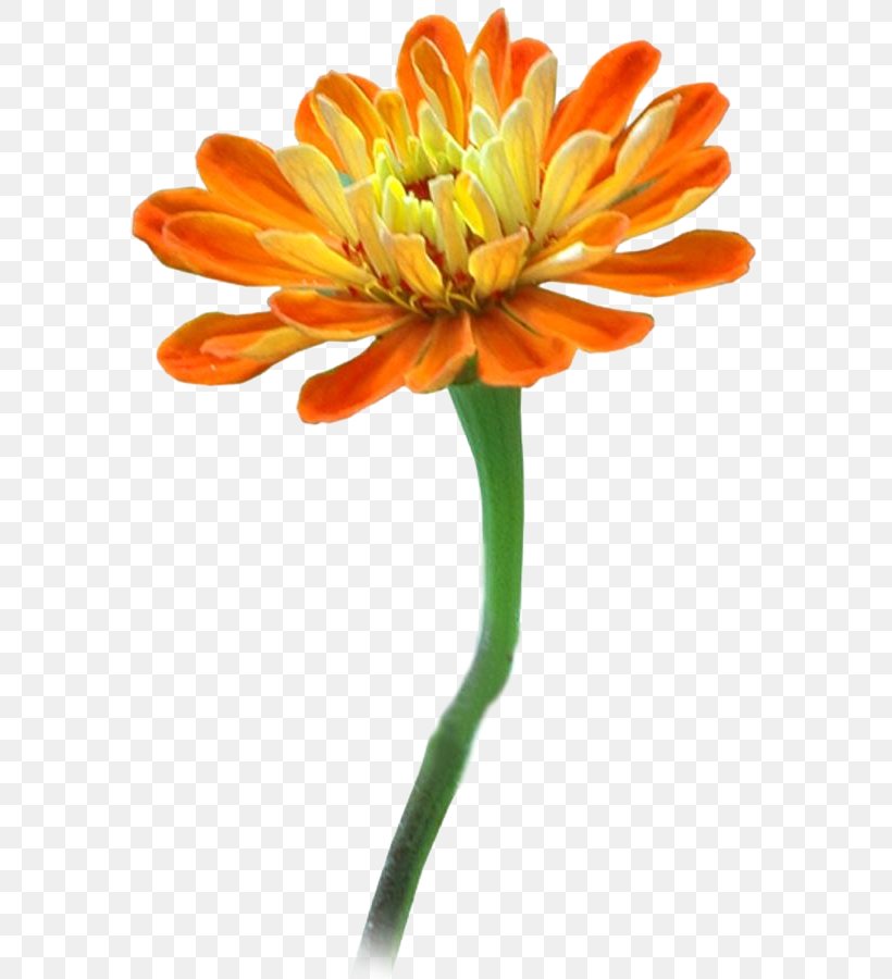 Clip Art, PNG, 600x900px, Computer Program, Cut Flowers, Daisy Family, Flower, Flowering Plant Download Free