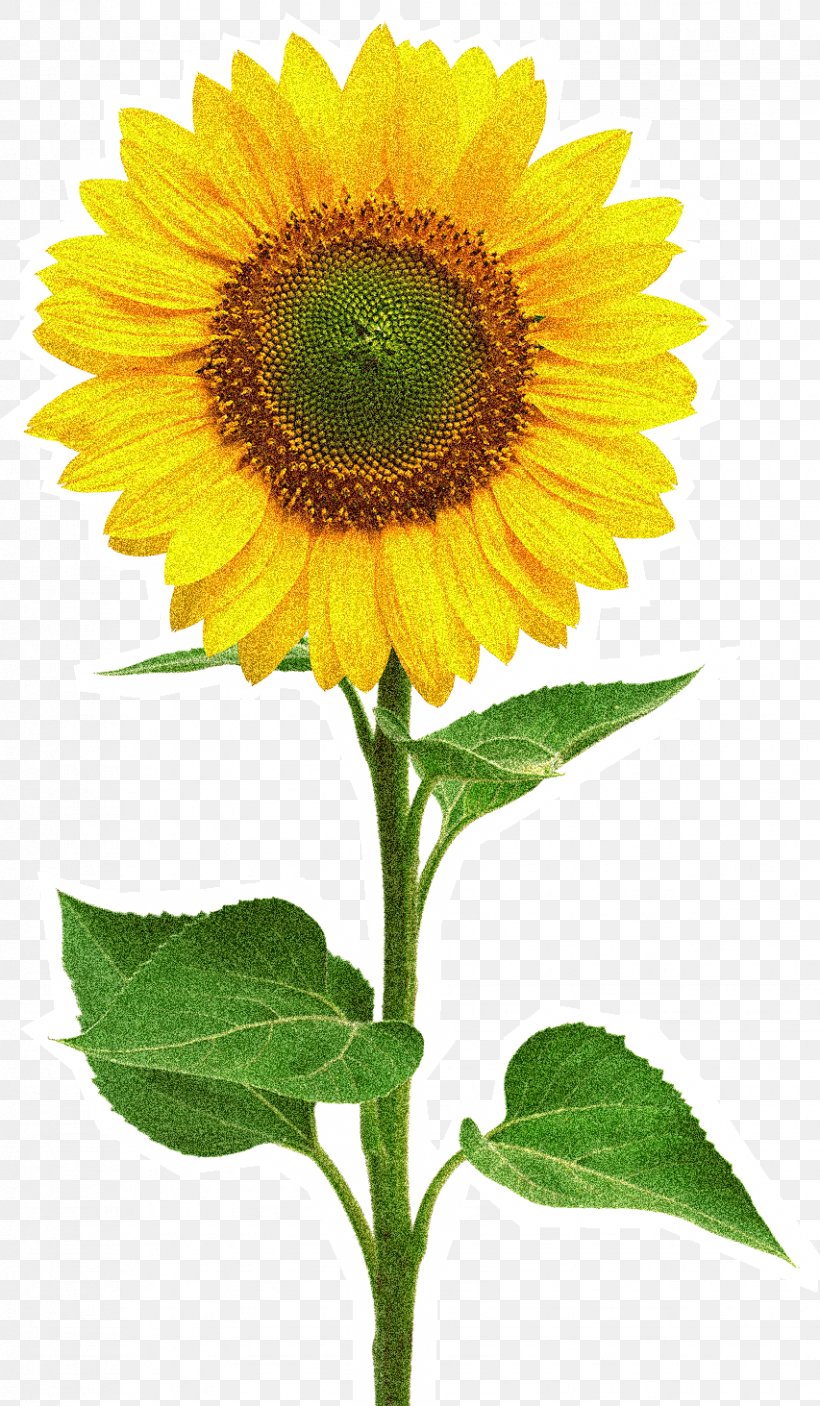 Common Sunflower Stock Photography Royalty-free, PNG, 853x1463px, Common Sunflower, Annual Plant, Daisy Family, Flower, Flowering Plant Download Free