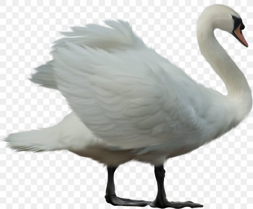 Cygnini Goose Cisnes Y Gansos Bird, PNG, 1145x948px, Cygnini, Beak, Bird, Duck, Ducks Geese And Swans Download Free
