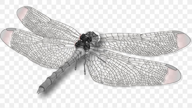 Dragonfly Insect Wing Butterfly, PNG, 1920x1080px, Dragonfly, Arthropod, Black And White, Butterflies And Moths, Butterfly Download Free