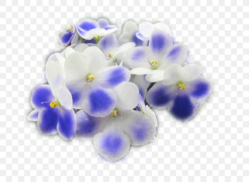 Bead Scorpion Grasses, PNG, 800x600px, Bead, Blue, Borage Family, Cobalt Blue, Flower Download Free