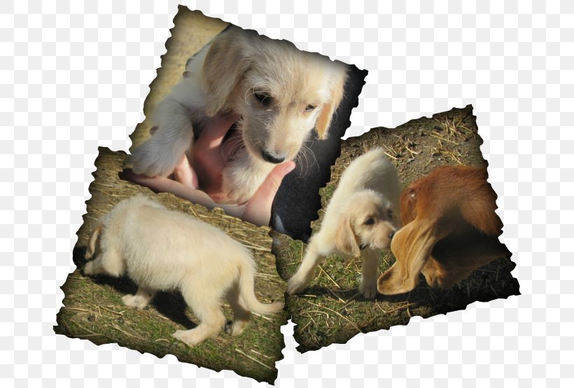 Dog Breed Snout Wildlife, PNG, 682x554px, Dog Breed, Breed, Carnivoran, Dog, Dog Like Mammal Download Free