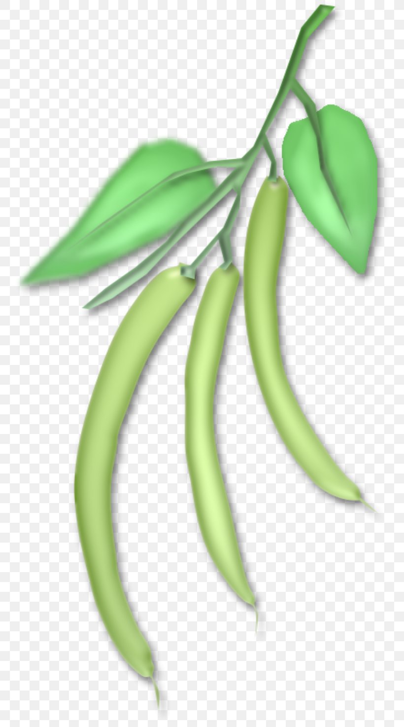 Fruit Vegetable Drawing Plant Stem Skunk, PNG, 800x1474px, Fruit, Drawing, Flower, Http Cookie, Leaf Download Free