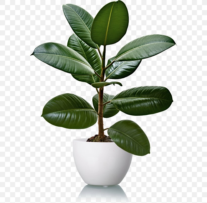 Rubber Fig Pará Rubber Tree Houseplant Natural Rubber, PNG, 582x803px, Rubber Fig, Cutting, Evergreen, Fig Trees, Flowerpot Download Free