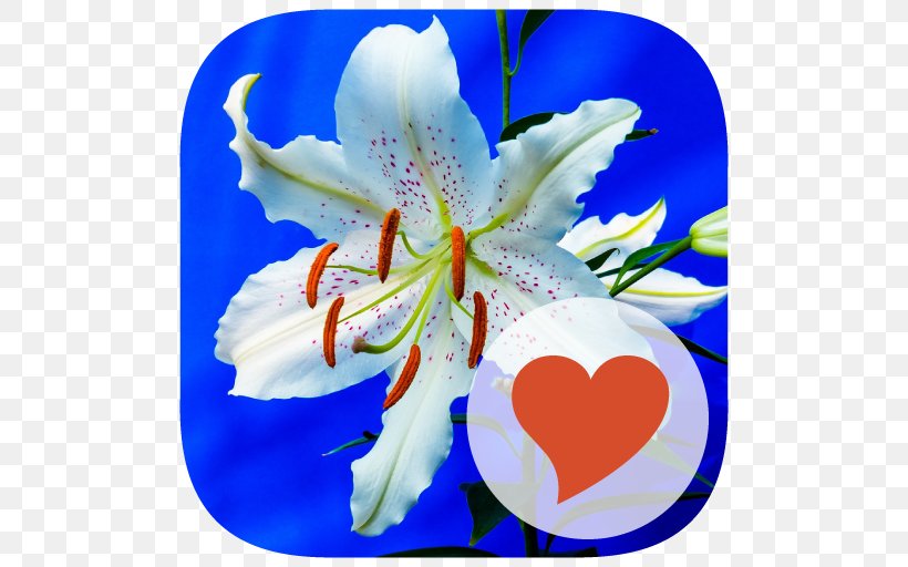 650 Words 650 Photos Words & Pics Puzzle 2, PNG, 512x512px, Word, Flora, Flower, Flowering Plant, Game Download Free