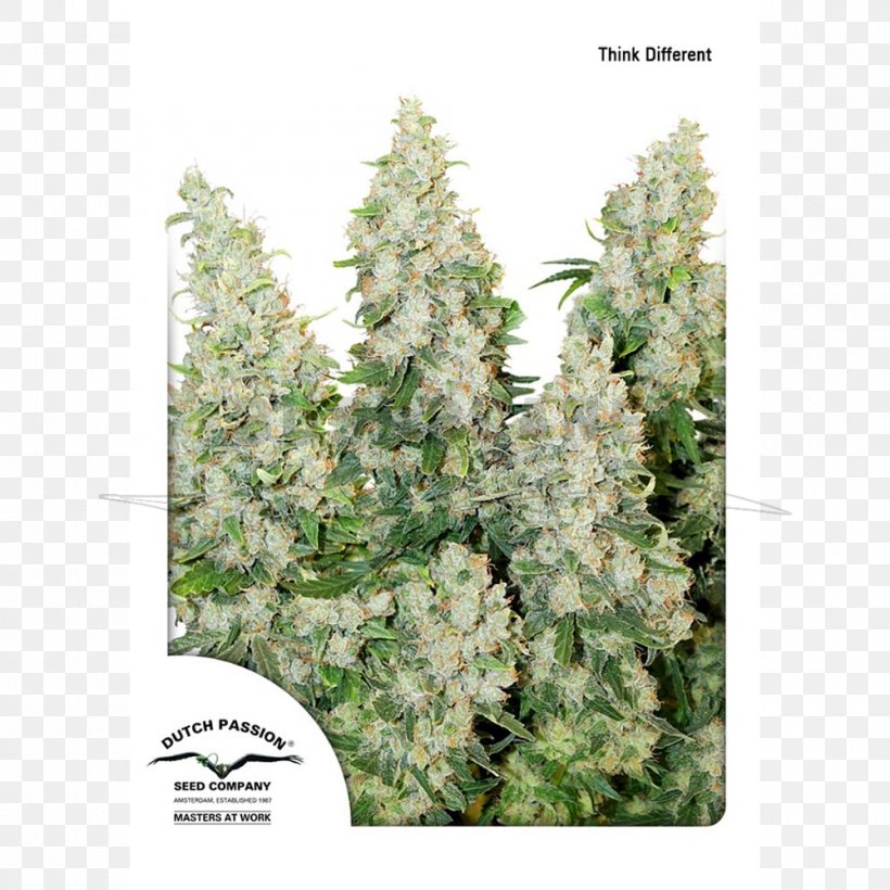 Autoflowering Cannabis Seed Bank Cannabis Cultivation Think Different, PNG, 1000x1000px, Autoflowering Cannabis, Cannabis, Cannabis Cultivation, Cannabis Ruderalis, Cannabis Sativa Download Free