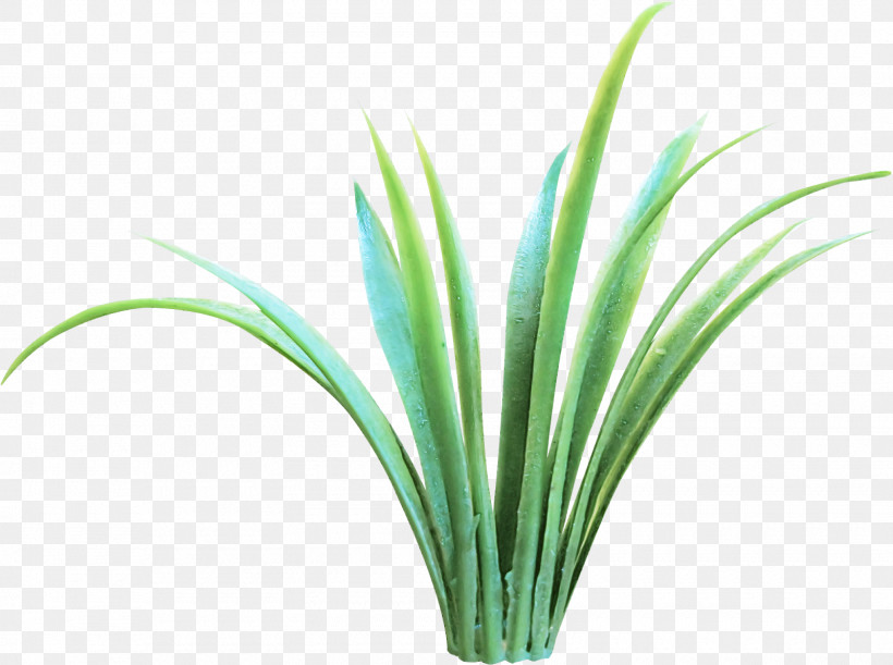 Grass Green Plant Leaf Chives, PNG, 1600x1194px, Grass, Chives, Flower, Grass Family, Green Download Free