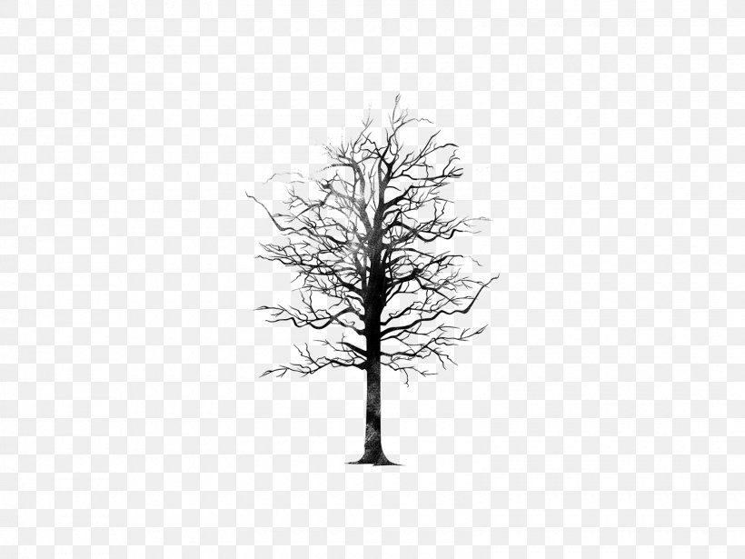 White, PNG, 1600x1200px, White, Black And White, Branch, Monochrome, Monochrome Photography Download Free