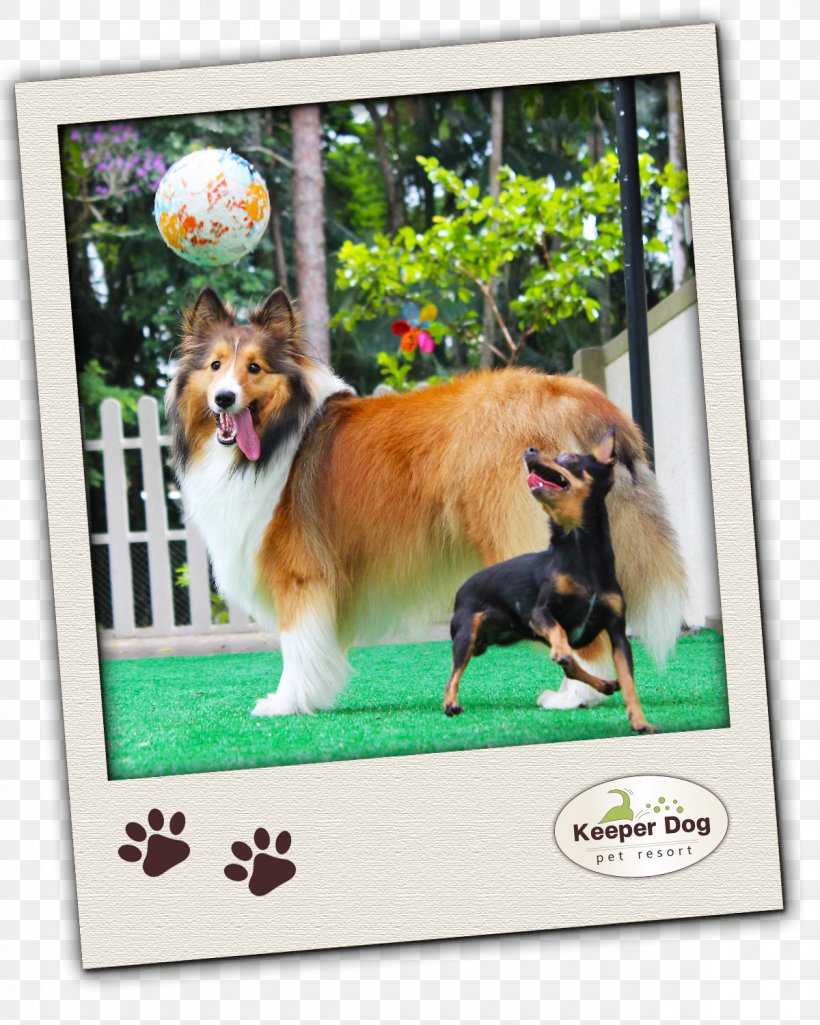Dog Breed Companion Dog Breed Group (dog) Pet, PNG, 1200x1500px, Dog Breed, Accommodation, Asilo Nido, Breed, Breed Group Dog Download Free