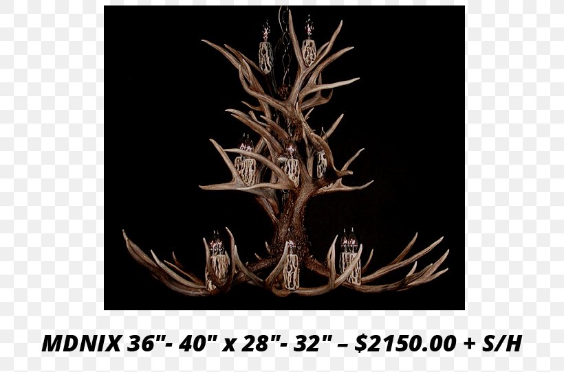 White-tailed Deer Moose Elk Mule, PNG, 736x542px, Deer, Antler, Antlers By Cody, Chandelier, Elk Download Free