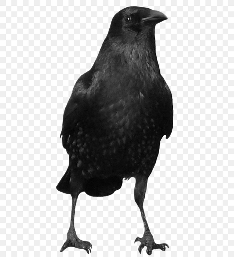 American Crow New Caledonian Crow, PNG, 600x900px, American Crow, Australian Raven, Beak, Bird, Black And White Download Free