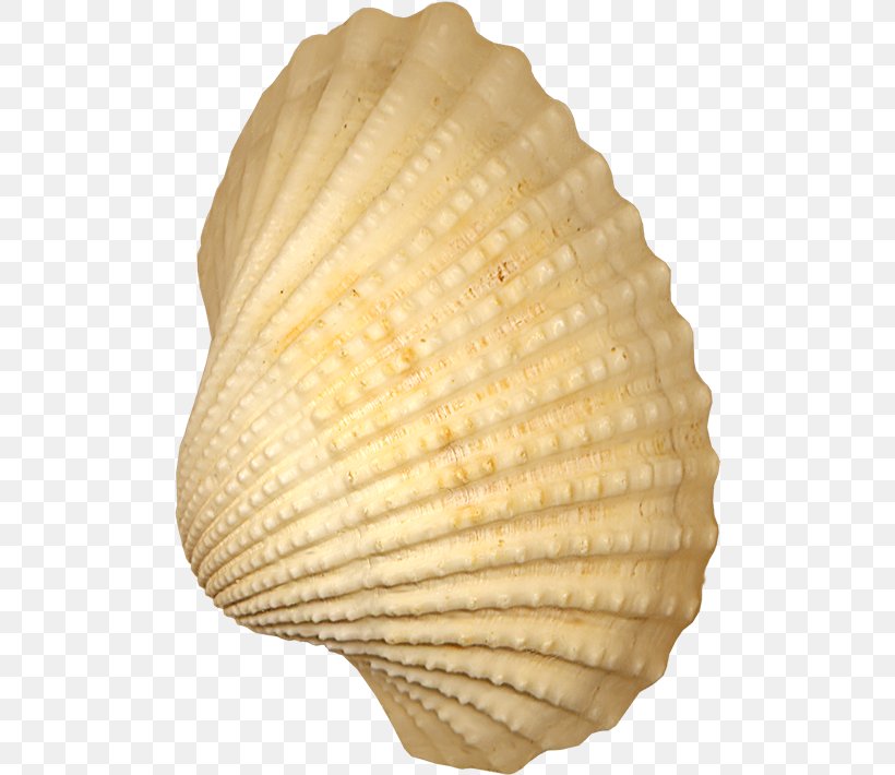 Cockle Seashell Conchology, PNG, 500x710px, Clam, Clams Oysters Mussels And Scallops, Cockle, Conch, Conchology Download Free