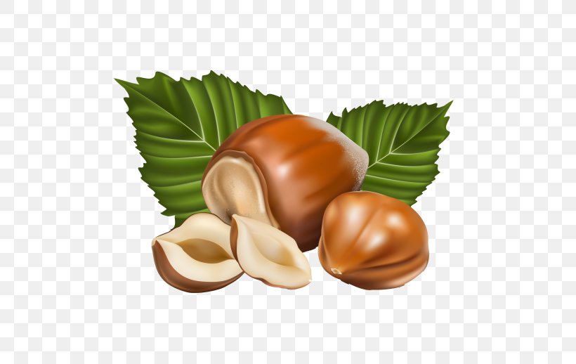 Hazelnut Clip Art, PNG, 518x518px, Hazelnut, Almond, Bonbon, Commodity, Common Hazel Download Free