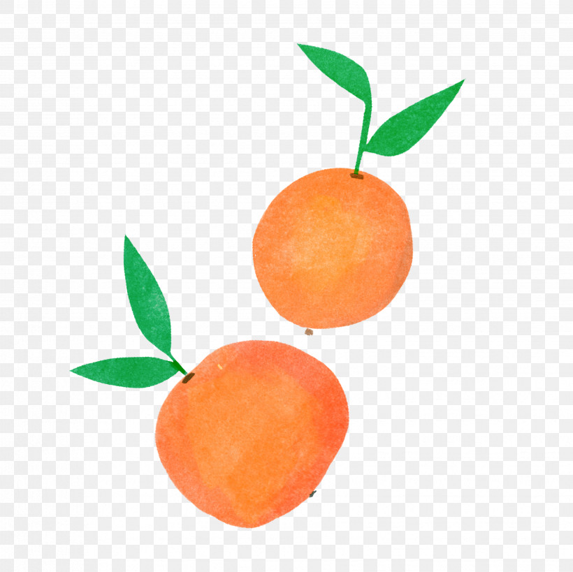 Orange, PNG, 3464x3463px, Orange, Bitter Orange, Citrus, Clementine, Flower Download Free