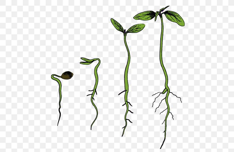 Plant Plant Stem Leaf Flower Legume, PNG, 520x532px, Plant, Arum Family, Carnivorous Plant, Flower, Leaf Download Free