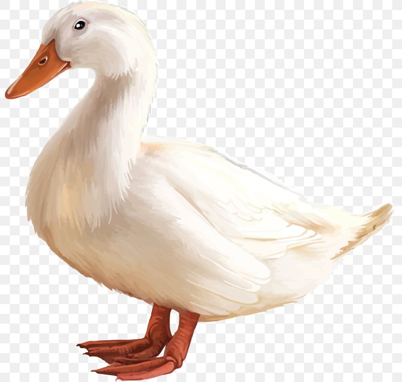 American Pekin Duck Goose, PNG, 800x779px, American Pekin, Animal, Beak, Bird, Domestic Duck Download Free
