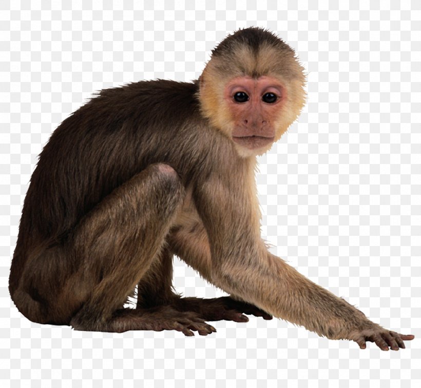Capuchin Monkey Desktop Wallpaper, PNG, 951x879px, Monkey, Animal, Capuchin Monkey, Drawing, Fauna Download Free