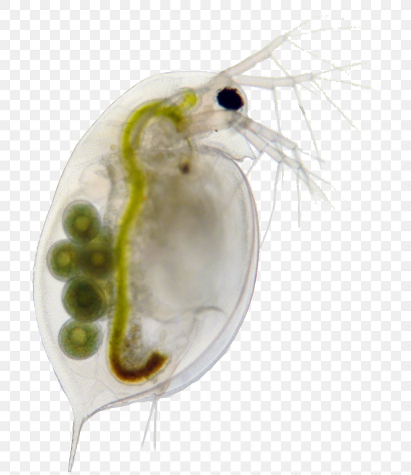 Daphnia Magna Zooplankton Water Flea, PNG, 694x947px, Daphnia Magna, Bergen, Common Water Fleas, Experiment, Insect Download Free