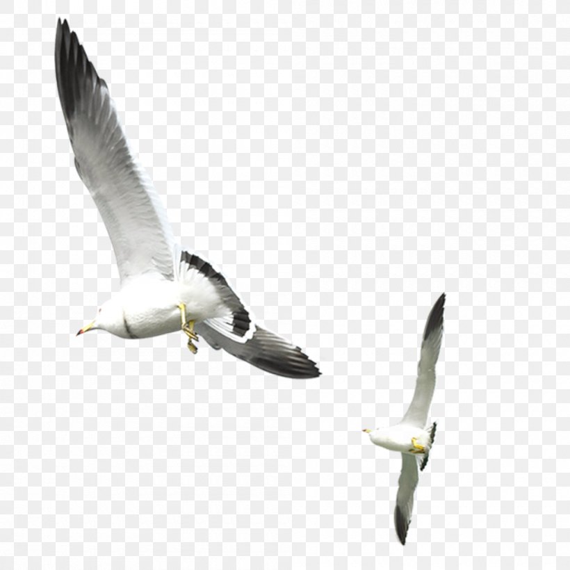 Gulls Bird, PNG, 1000x1000px, Gulls, Beak, Bird, Button, Charadriiformes Download Free