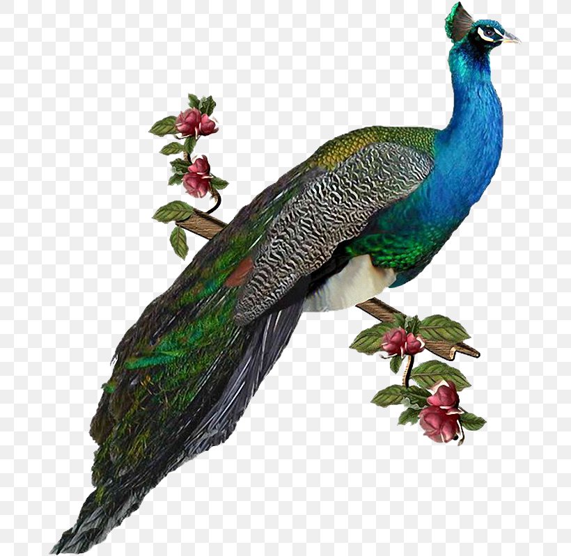 Peafowl Image Clip Art Bird, PNG, 682x799px, Peafowl, Animal, Beak, Bird, Drawing Download Free