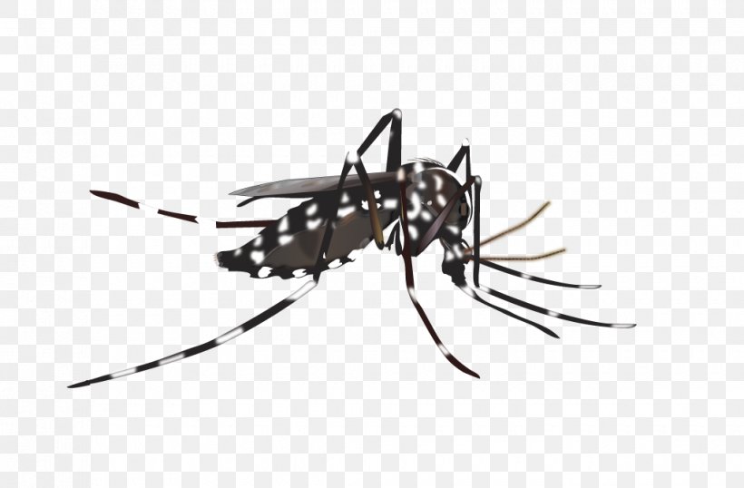 Yellow Fever Mosquito Insect Vector Dengue, PNG, 1020x670px, Mosquito, Arthropod, Biology, Black And White, Chikungunya Virus Infection Download Free